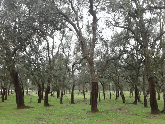 Forêt de Maâmora - photo 1